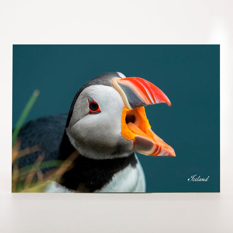 Picture Postcard - Puffin