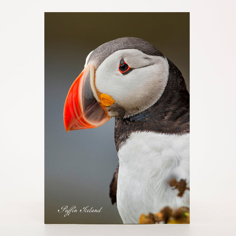 Picture Postcard - Puffin