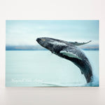 Picture Postcard -Humpback Whale Húsavík