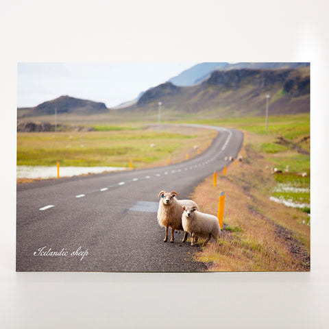 Picture Postcard - Sheep On The Road